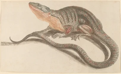 Lézard