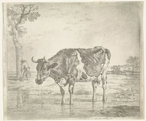 Vache buvant