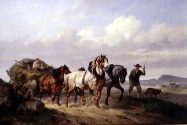 Une équipe de chevaux de trait