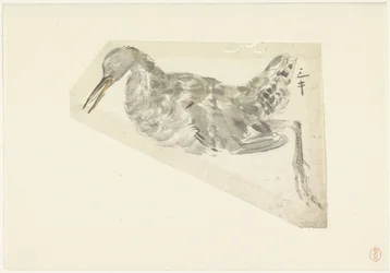 Oiseau aquatique mort