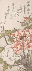 Pivoines et iris