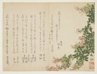 Buisson de trèfle en fleurs