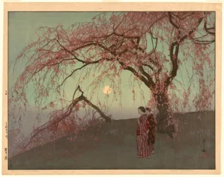 Cerisier Kumoi (Kumoi sakura)