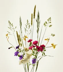 Vibrant bouquet de fleurs des prés