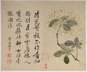 Hortensias, d
