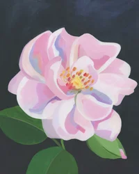 Rose tendre