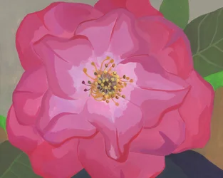 Rose rose vif