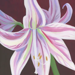 Amaryllis rayée aux couleurs vives