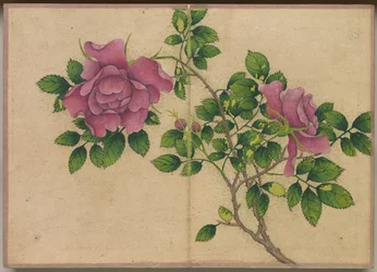 Album de Bureau : Peintures de Fleurs et d