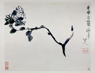 Chrysanthème, 1692