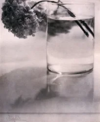 Hortensia, vers 1907