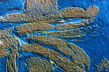 Fibre de carbone PMC dans une matrice époxy