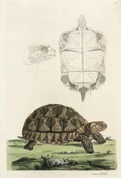 Tortue éperonnée