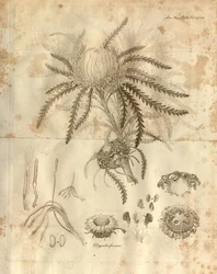 Planche 3 du Volume 10 des Transactions de la Linnean Society de Londres, publié en 1811. La plante représentée est Dryandra formosa (maintenant Banksia formosa)