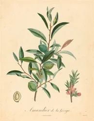 Amandier de la Géorgie