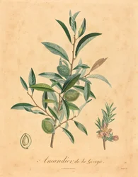 Amandier de la Géorgie