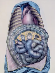 Anatomie du gros intestin, de Manuel d