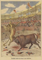 Combat entre un lion et un taureau