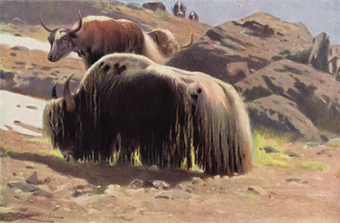 Yak domestiqué