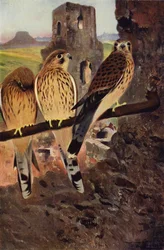 Faucon crécerelle