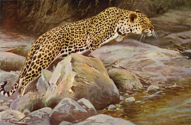 Léopard
