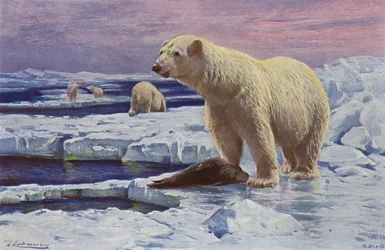 Ours polaire