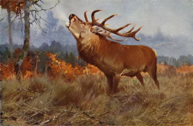 Cerf élaphe