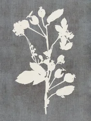 Silhouette de rose botanique