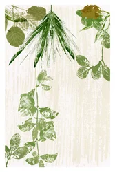 Textures de feuilles organiques