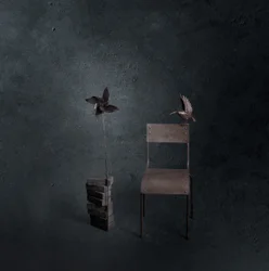 Oiseau noir, chaise vide