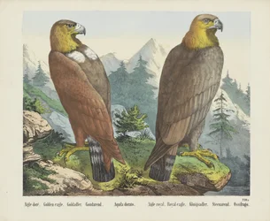 Aigle doré
