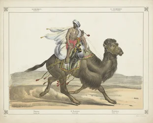 Dromadaire, poste arabe