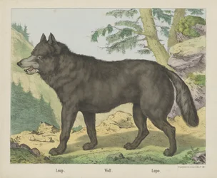 Loup