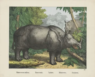 Rhinocéros indien