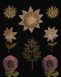 Plantes pressées vintage
