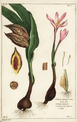 Colchique d