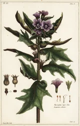 Jusquiame noire, Hyoscyamus niger Linn
