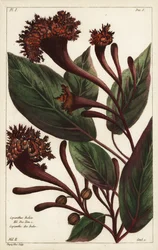 Arbuste cornucopien, Copianthus indica, Hil