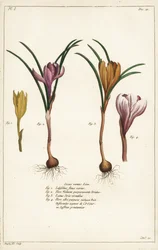Différentes espèces de crocus de printemps, Crocus vernus, Linn