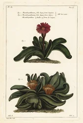 Plante corne d