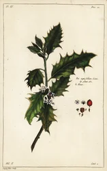 Houx européen, Ilex aquifolium, Linn