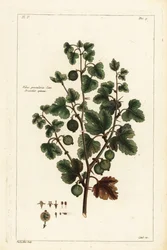 Groseillier, Ribes grossularia
