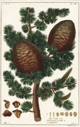 Cèdre du Liban, Cedrus libani, Pinus cedrus Linn