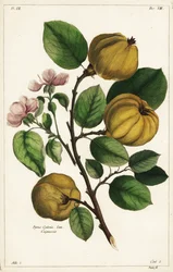 Cognassier et fruit, Cydonia oblonga Pyrus cydonia, Linn