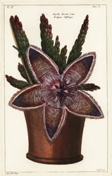 Fleur d