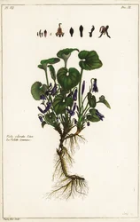 Violette odorante, Viola odorata, Linn